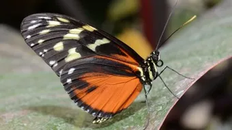 ما هو غذاء الفراشة