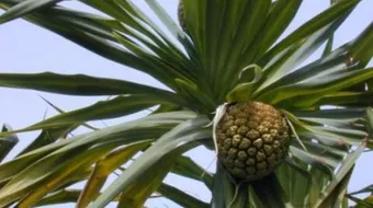 ما هو ماء الكادي