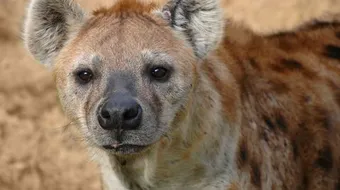 بماذا يلقب حيوان الضبع