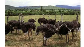 ماذا يسمى ذكر النعام