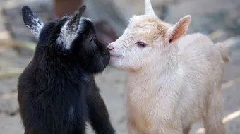 ماذا يسمى صغير الماعز