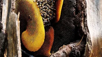 ماذا يطلق على بيت النحل