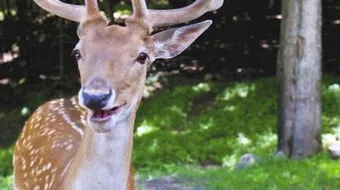 ماذا يسمى صوت الغزال