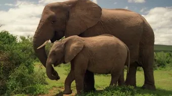 ماذا يسمى ابن الفيل