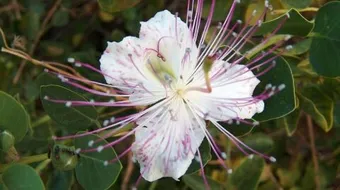 ما هو نبات الكبر