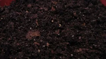 بماذا يمتاز البيتموس كوسط للتجذير