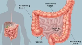 ما هو القولون