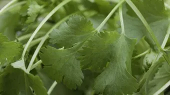 ما هي الكزبرة