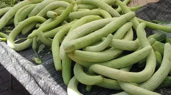 ما معنى القثاء