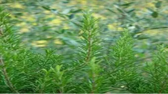 ما هو عود البان