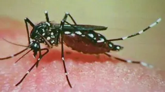 ما هو حمى الضنك