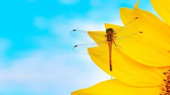 ما هو اليعسوب