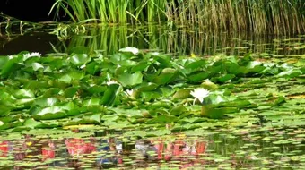 ما المقصود بالإيكولوجيا