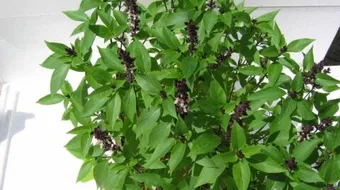 ما هي عشبة الياس