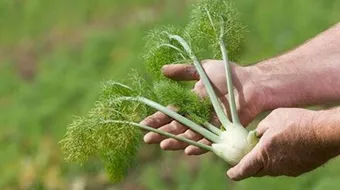 ما هو الشمر وما هي فوائده