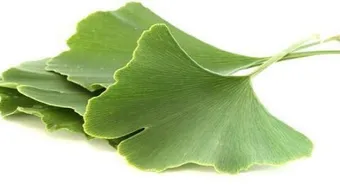 ما هي عشبة الجنكة