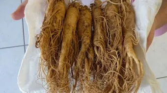 ما هو نبات الجنسنج