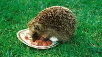 ما هو غذاء القنفذ