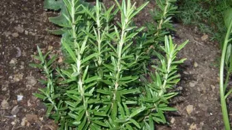 ما هو حصا البان