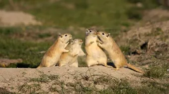 ما هو الجربوع