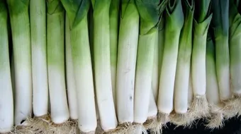 ما هو الكراث