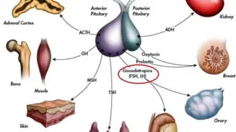 ما هو تحليل LH