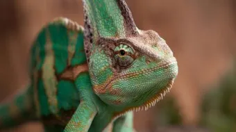 ما هو غذاء الضب