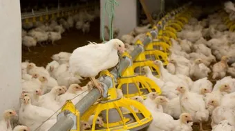 ما المقصود بقولنا حيوان لاحم