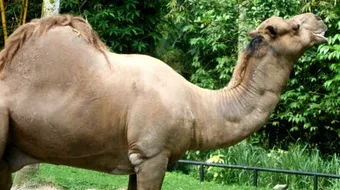 ما هو لحم الحاشي