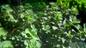 ما هو الأوريغانو