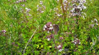 ما هو نبات البردقوش