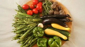 ما هو غذاء النباتات