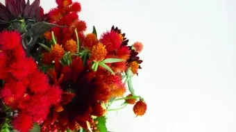 ما هو عصير البرسيم الأحمر