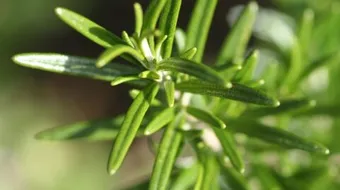 ما هو اكليل الجبل