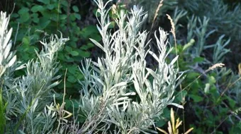 ما هي نبتة الميرمية