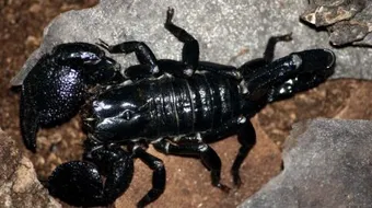 ما هو غذاء العقرب