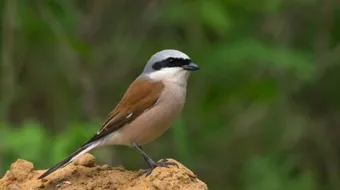 ما هو طائر الصرد