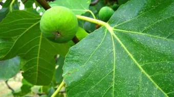 ماذا يزرع في الشتاء