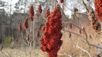 ما هو السماق