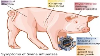ما هي إنفلونزا الخنزير
