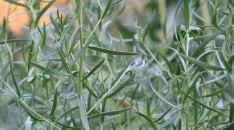 ما هو نبات الطرخون