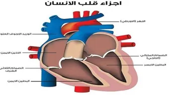 ما هو تحليل إنزيمات القلب