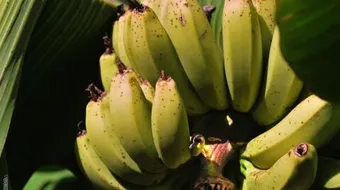 ما هو لحاء الموز