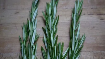 ما فائدة حصى البان