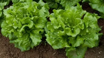 ما هي فائدة الخس