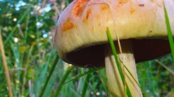 ما فائدة الفطر