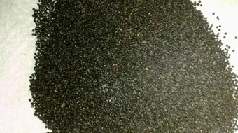 ما فائدة بذور الرجلة