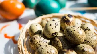 ما فائدة بيض السمان