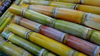 ما فائدة قصب السكر