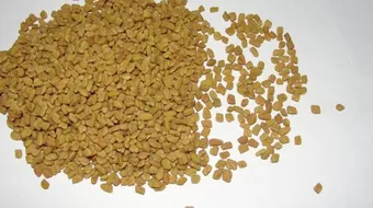 ما فائدة الحلبة الحصى